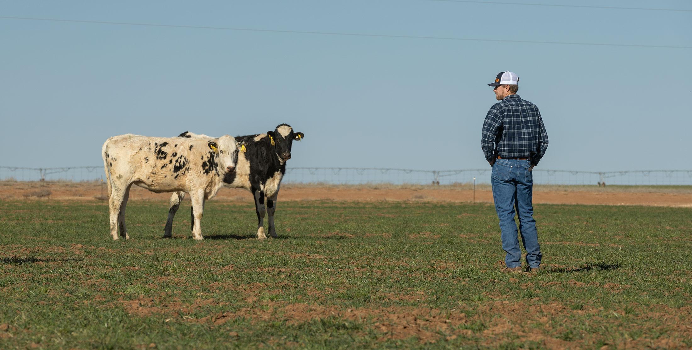 Mulu-Palla-Dairies-008